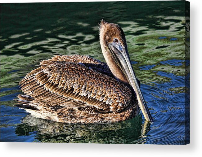 Brown Pelican Acrylic Print featuring the photograph Staying Afloat - Brown Pelican Swimming by HH Photography of Florida