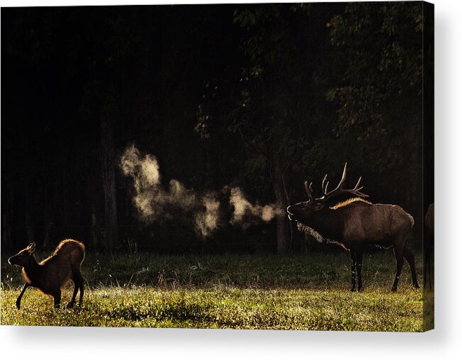 Elk Bugle Acrylic Print featuring the photograph Steamy Breath Elk Bugle by Michael Dougherty