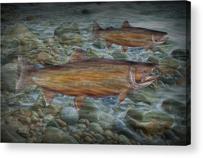 Art Acrylic Print featuring the photograph Steelhead Trout Fall Migration by Randall Nyhof