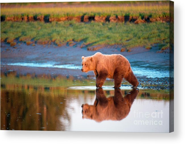 Alaskan Brown Bear Acrylic Print featuring the photograph Still Water by Aaron Whittemore