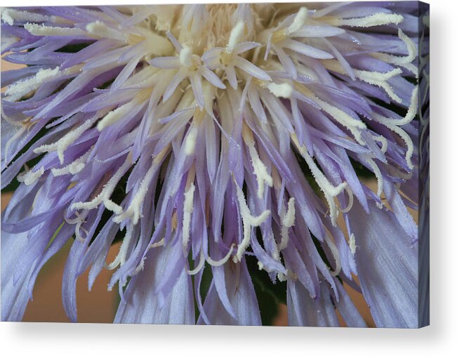 Aster Acrylic Print featuring the photograph Stokes' Aster by Paul Rebmann