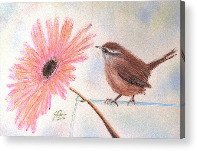 Carolina Wren Acrylic Print featuring the drawing Stopping By To Say Hello by Angela Davies