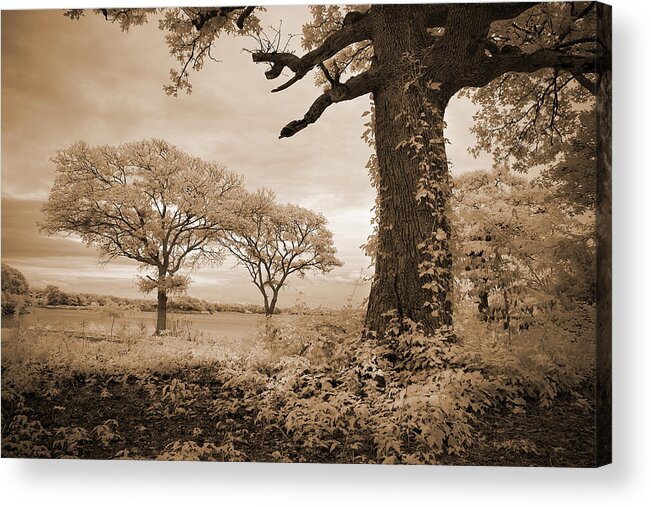 Infrared Acrylic Print featuring the photograph Stories of Old by Mike Irwin