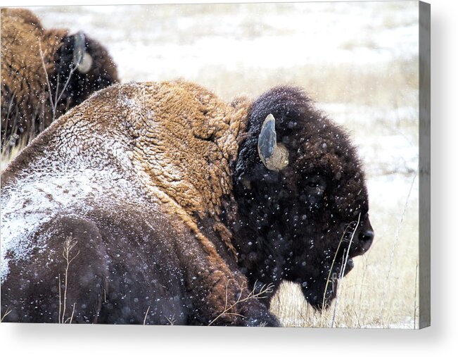 Buffalo Acrylic Print featuring the photograph Storm Riders by Jim Garrison