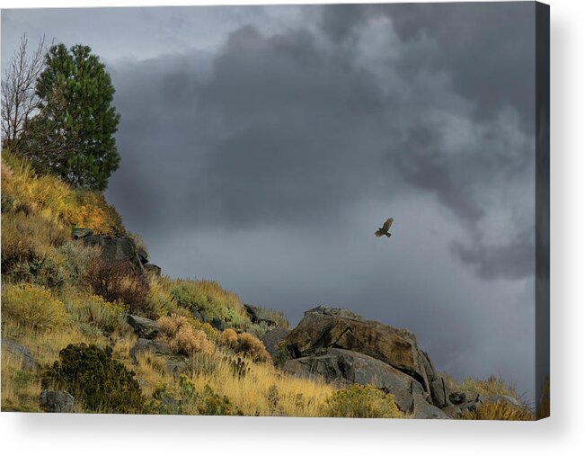 Hawk Acrylic Print featuring the photograph Stormy Flight by Frank Wilson