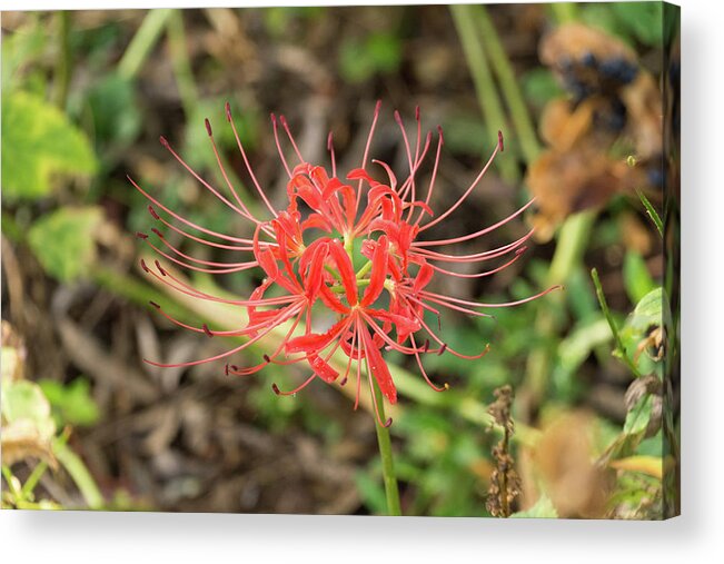 Flower Acrylic Print featuring the photograph Strange Flower by John Benedict