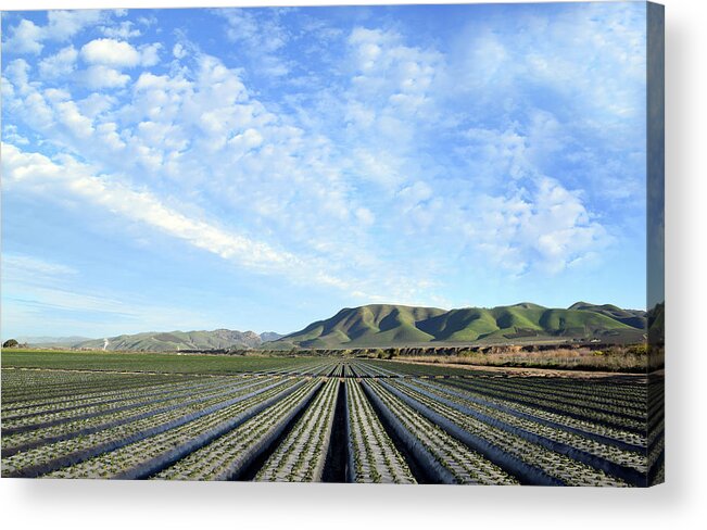 Farming Acrylic Print featuring the photograph Strawberry Fields Forever 2 by Floyd Snyder