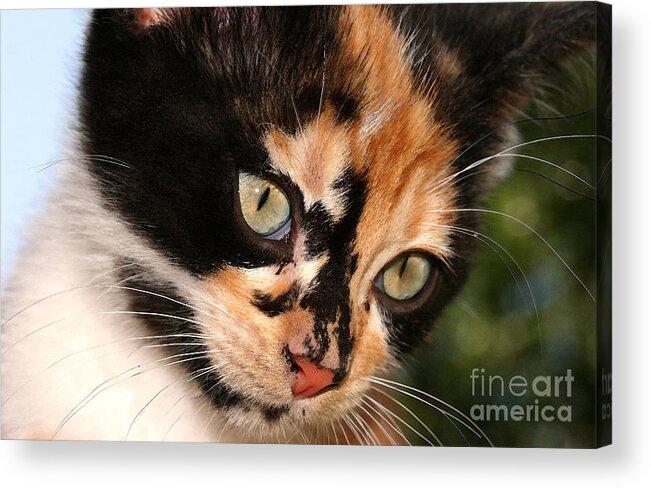 Cat Acrylic Print featuring the photograph Stray Kitten by Steve Augustin