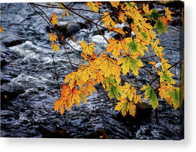 Landscape Acrylic Print featuring the photograph Stream in Fall by Joe Shrader
