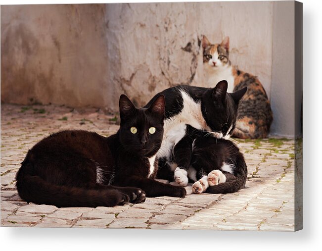 Cats Acrylic Print featuring the photograph Street Cats - Portugal by Barry O Carroll