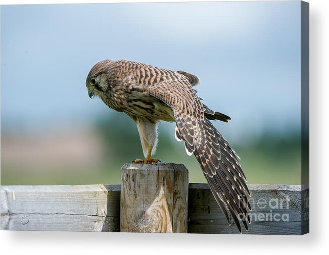 Kestrel's Stretching Acrylic Print featuring the photograph Stretching by Torbjorn Swenelius