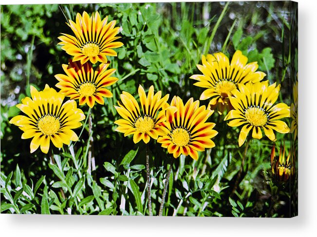 Stripped Acrylic Print featuring the photograph Striped Daisies--Film Image by Matthew Bamberg