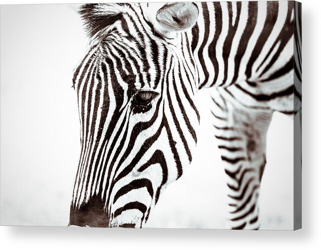 2016 Acrylic Print featuring the photograph Striped by Wade Brooks
