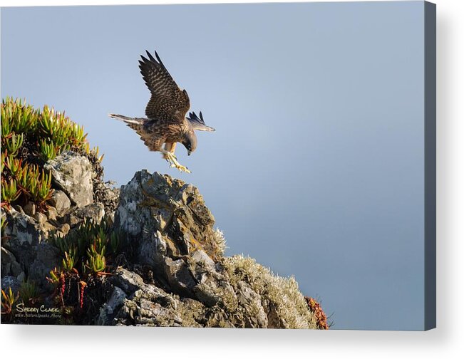  Acrylic Print featuring the photograph Strive to Improve by Sherry Clark
