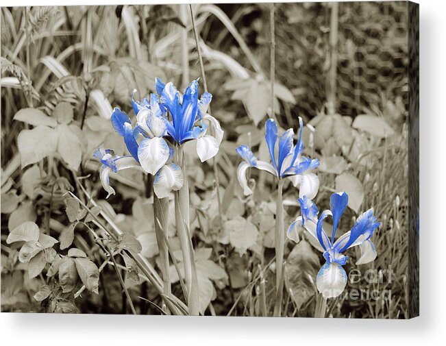 Irises In Blue Acrylic Print featuring the photograph Study in Blue. Two. by Elena Perelman