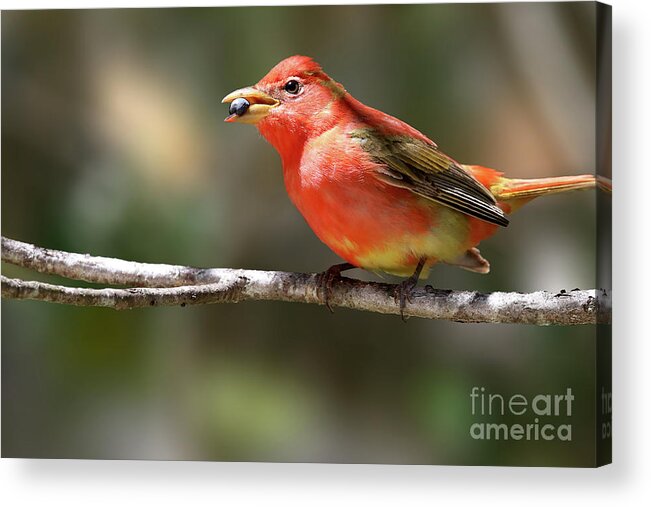 Summer Tanager Acrylic Print featuring the photograph Stuffed Summer Tanager by Meg Rousher