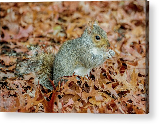 Squirrel Acrylic Print featuring the photograph Stumpy The Squirrel by Cathy Kovarik