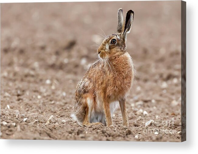 Hare Acrylic Print featuring the photograph Stunning large wild brown european hare in the ploughed fields o by Simon Bratt