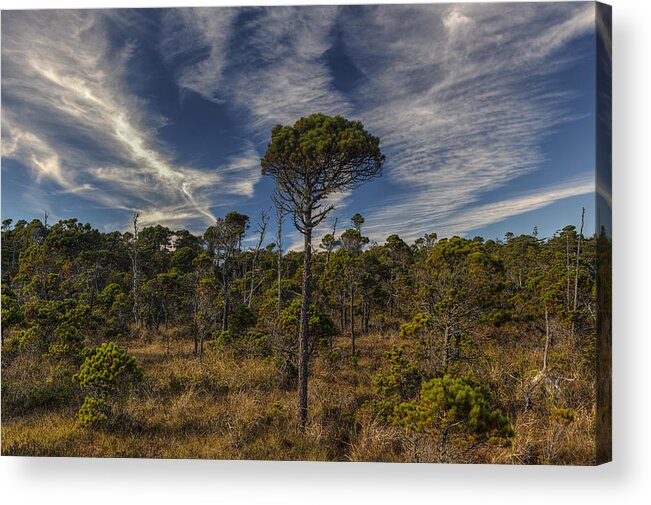Bog Acrylic Print featuring the photograph Stunted Ancient Forest by Mark Kiver