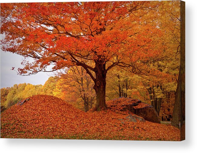 Peabody Massachusetts Acrylic Print featuring the photograph Sturdy Maple in Autumn Orange by Jeff Folger