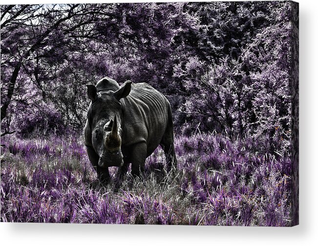 Rhino Acrylic Print featuring the photograph Styled Environment-The Modern Trendy Rhino by Douglas Barnard