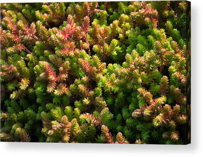 Succulents Acrylic Print featuring the photograph Succulents by Catherine Lau