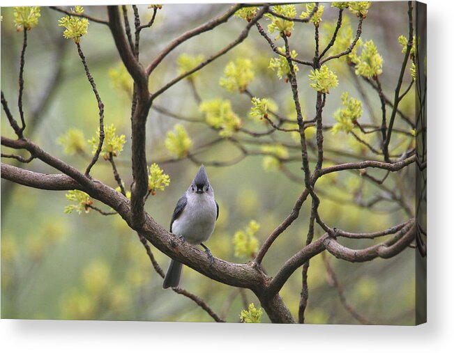 Tufted Titmouse Acrylic Print featuring the photograph Such A Cute Face by Living Color Photography Lorraine Lynch