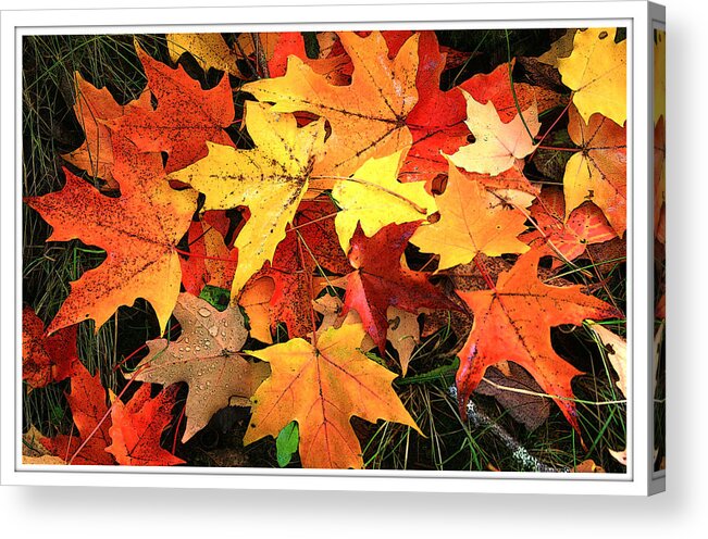 Sugar Maple Acrylic Print featuring the photograph Sugar Maple by Margaret Hood