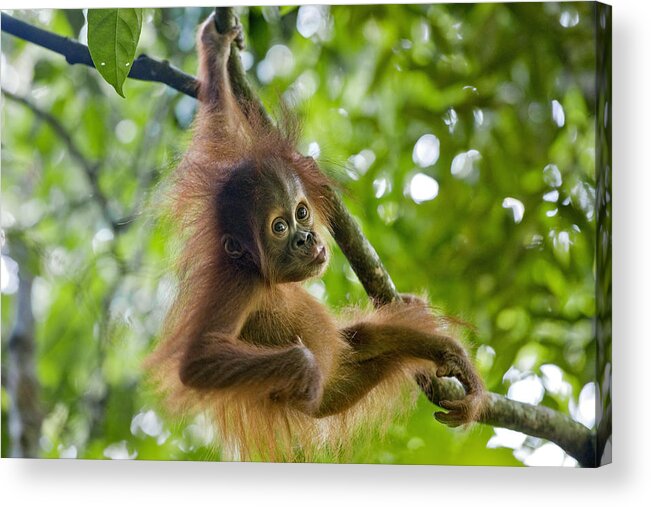 00443970 Acrylic Print featuring the photograph Sumatran Orangutan Baby #1 by Suzi Eszterhas