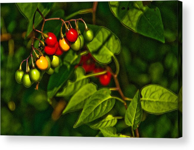 Berries Acrylic Print featuring the photograph Summer Berries by Onyonet Photo studios