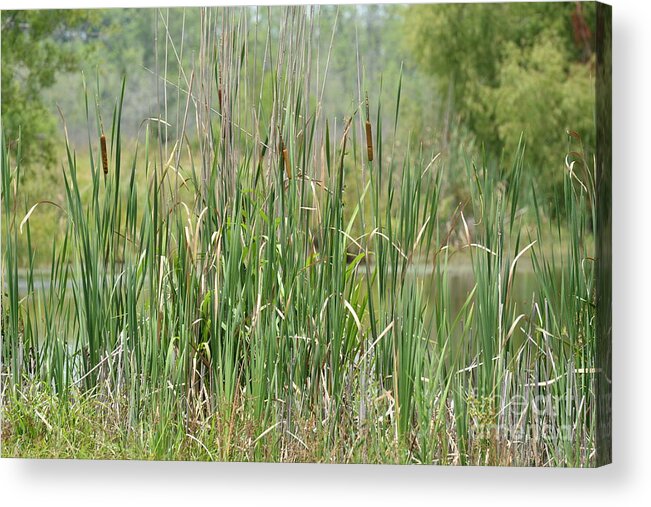 Summer Cattails Acrylic Print featuring the photograph Summer Cattails by Maria Urso