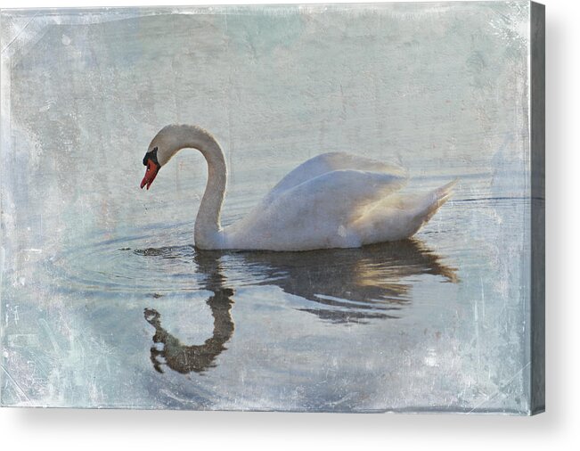 Swan Acrylic Print featuring the photograph Summer Drift by Jill Love