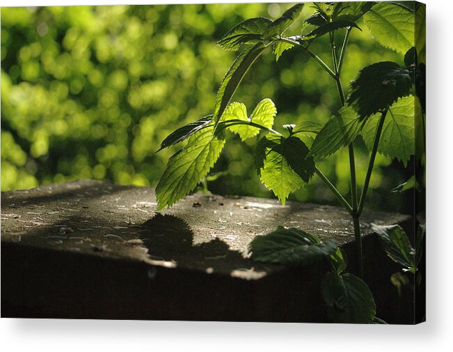 Landscape Acrylic Print featuring the photograph Summer Evening Leaves by Adrian Wale