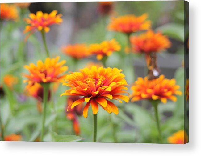 Lilly Acrylic Print featuring the photograph Summer Flower by Sam Teitelbaum