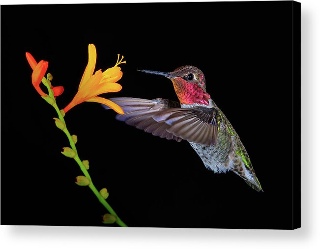 Animal Acrylic Print featuring the photograph Summer Loving by Briand Sanderson