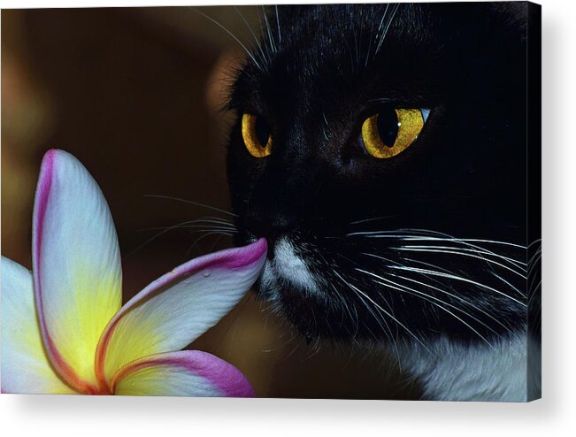 Photograph Acrylic Print featuring the photograph Summer Sniffing Plumaria by Larah McElroy