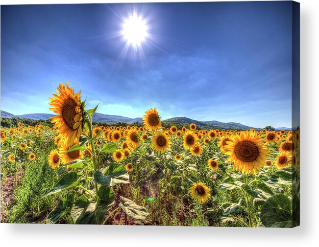 Sunflowers Acrylic Print featuring the photograph Summer Sunflowers by David Pyatt