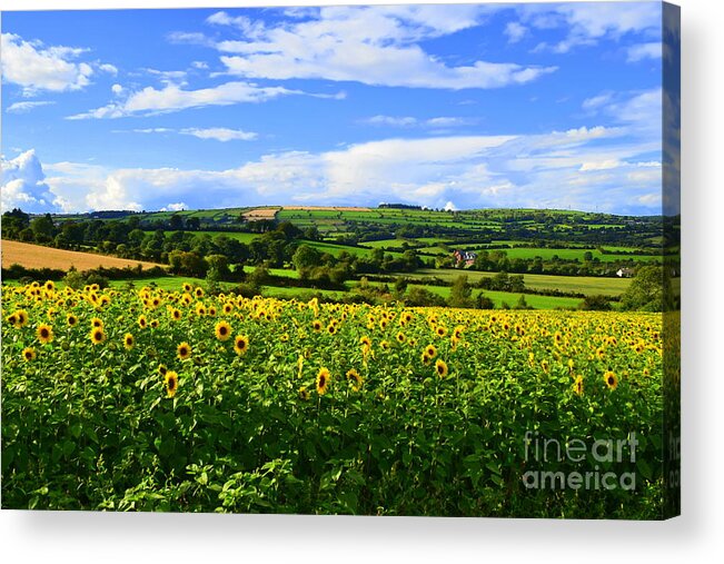 Sunflowers Acrylic Print featuring the photograph Summer time in Ireland by Joe Cashin