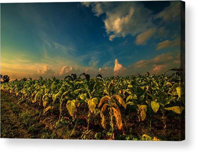 Summer Tobacco Framed Prints Acrylic Print featuring the photograph Summer Tobacco by John Harding