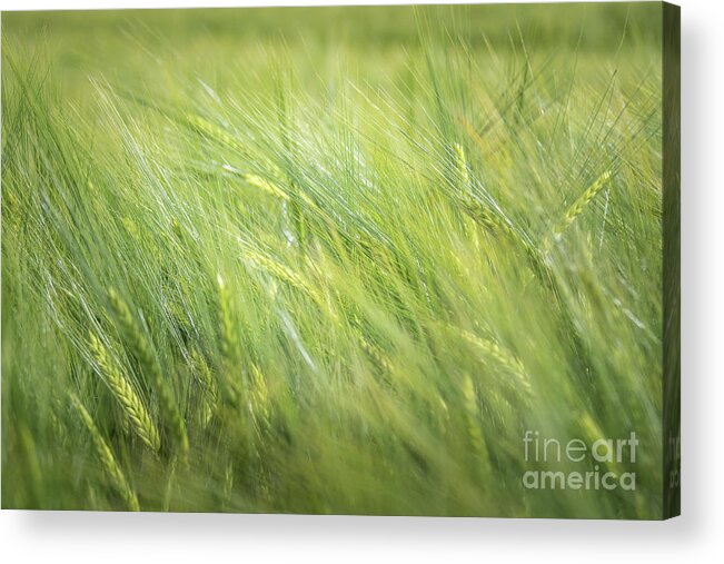 Green Acrylic Print featuring the photograph Summergreen by Juergen Klust