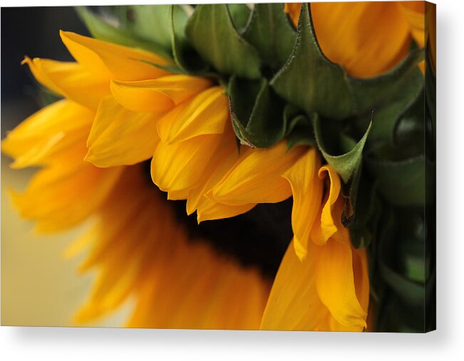 Connie Handscomb Acrylic Print featuring the photograph Sun Dozing by Connie Handscomb