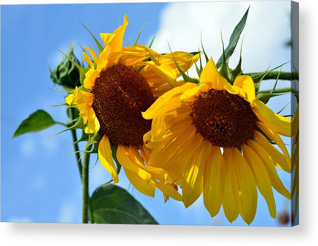 Sun Flowers Acrylic Print featuring the photograph Sun Flowers by La Dolce Vita