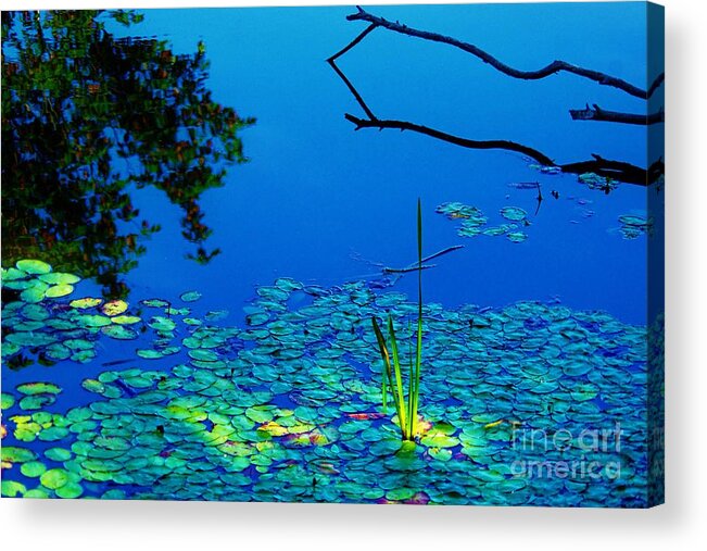 Pond Acrylic Print featuring the photograph Sun Highlights by Merle Grenz