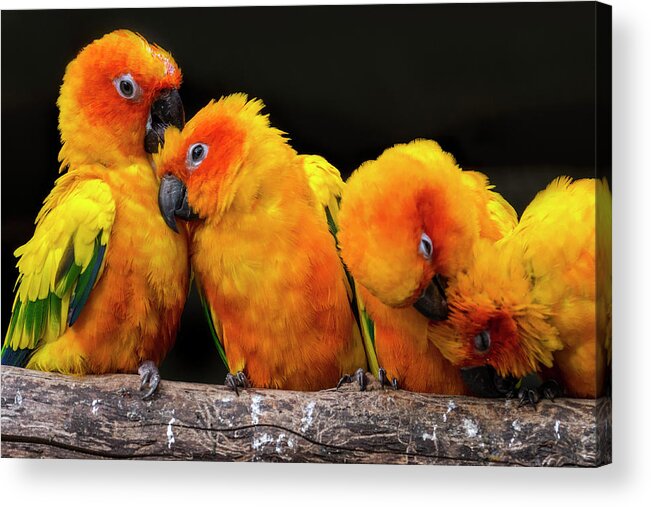 Sun Parakeet Acrylic Print featuring the photograph Sun parakeets by Arterra Picture Library