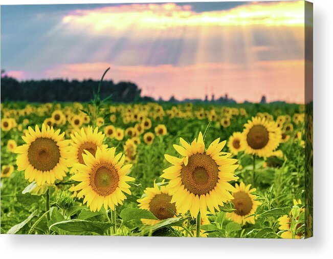 Photography Acrylic Print featuring the photograph Sun Ray Sunflower by Joe Kopp