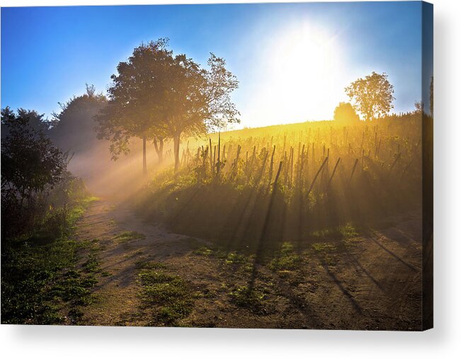 Sun Acrylic Print featuring the photograph Sun rays in morning fog vineyard view by Brch Photography