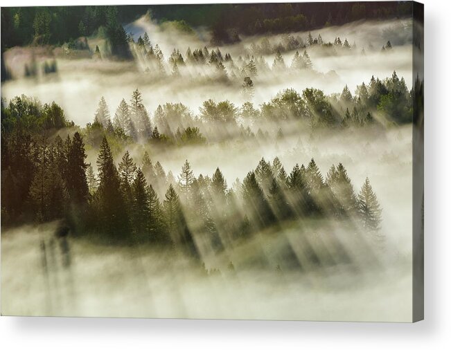 Sun Acrylic Print featuring the photograph Sun Rays Over Foggy Oregon Forest by David Gn