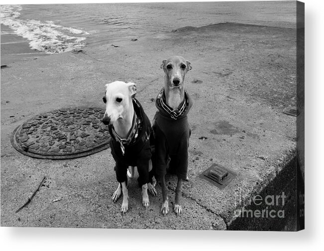 Animals Acrylic Print featuring the photograph Sunday Best by Dean Harte