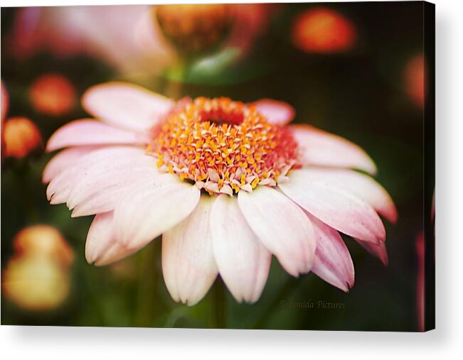 Landscape Acrylic Print featuring the photograph Sundown Flower by Eskemida Pictures