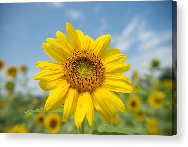 Sunflower Acrylic Print featuring the photograph Sunflower 1 by Stacy Abbott